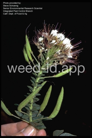 clammyweed, western